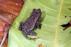 Incilius coniferus