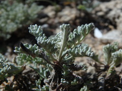 Artemisia caerulescens gallica