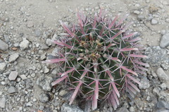 Ferocactus recurvus recurvus