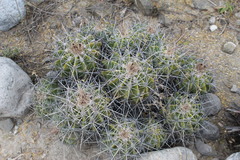 Ferocactus flavovirens
