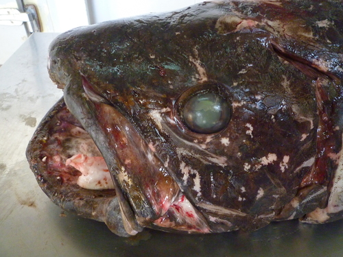 Coelacanth (Latimeria chalumnae) — Latimeriidae — 3