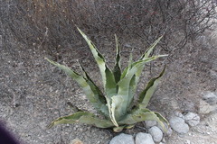 Agave marmorata