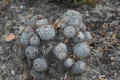 Mammillaria haageana meissneri