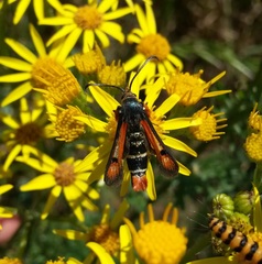 Pyropteron chrysidiforme