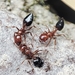 Indian Orange Acrobat Ant - Photo (c) Benoît Segerer, some rights reserved (CC BY-NC), uploaded by Benoît Segerer