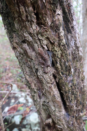 Northern Turniptail Gecko, Les Anses-d'Arlet, Martinique, photo 10 of 10