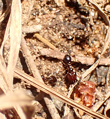 Pheidole tasmaniensis