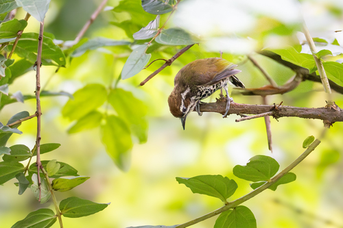 Speckled Piculet