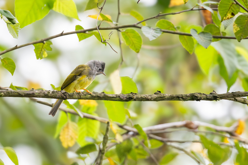 Grey-headed Canary-Flycatcher