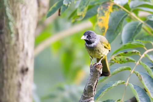 Collared Finchbill