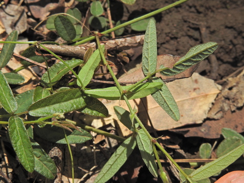 Image of Desmodium varians by (c) Scott W. Gavins, some rights reserved (CC BY)