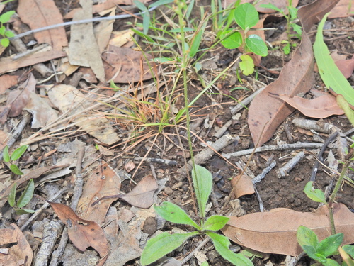 Image of Plantago debilis by (c) Scott W. Gavins, some rights reserved (CC BY)
