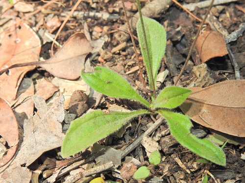 Image of Plantago debilis by (c) Scott W. Gavins, some rights reserved (CC BY)
