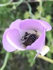 Diadasia bituberculata