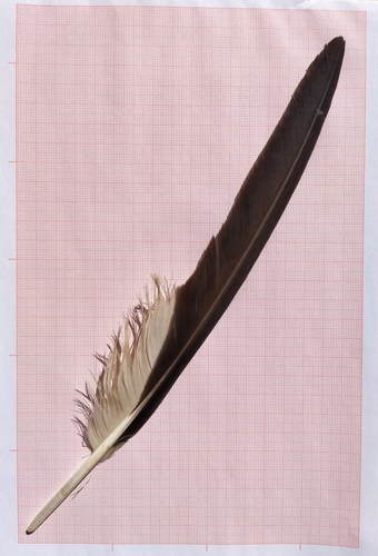 Plume de Circaète Jean-le-blanc