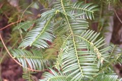 Cephalotaxus