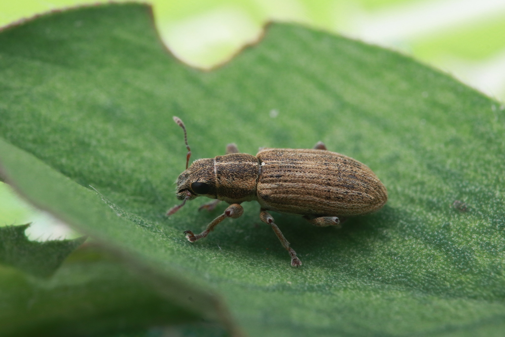 Pea Weevil from 11200 Montséret, France on March 14, 2024 at 02:25 PM ...