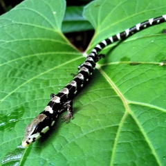 Isthmian Alligator Lizard photo 3