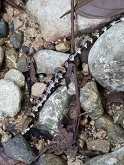 Isthmian Alligator Lizard photo 4