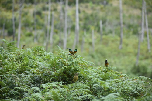 Orange-breasted Sunbird (Anthobaphes violacea), photo 9