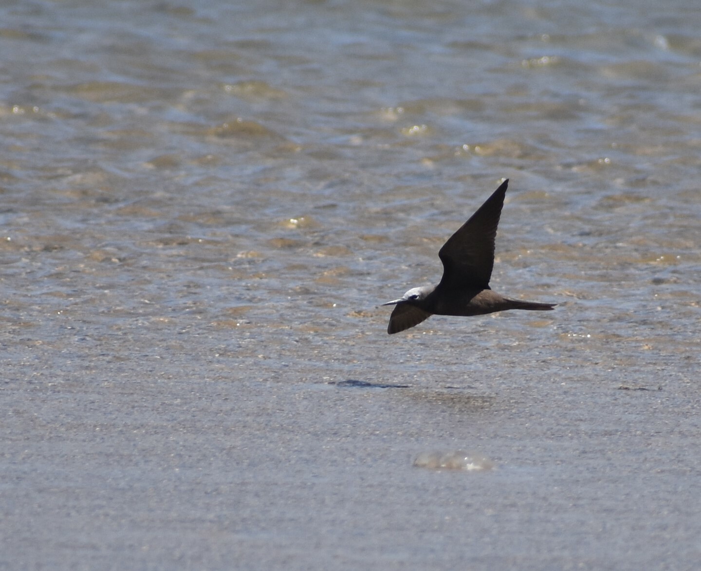 Lesser Noddy (Anous tenuirostris), photo 6