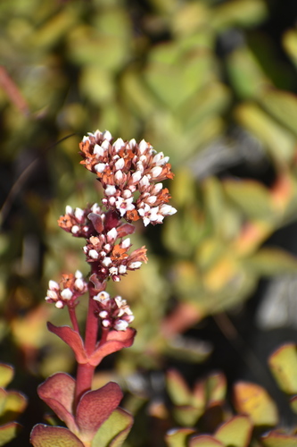 Image of Crassula rubricaulis by (c) Justin Ponder, some rights reserved (CC BY)
