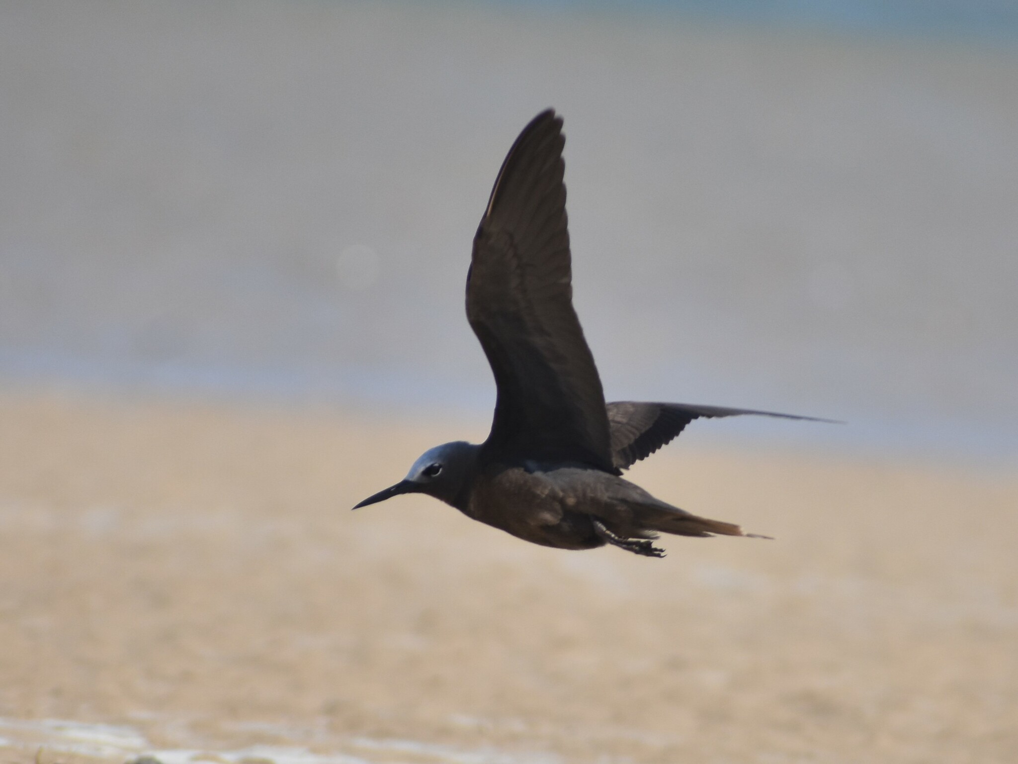 Lesser Noddy (Anous tenuirostris), photo 5