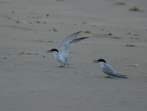 Damara Tern (Sternula balaenarum)
