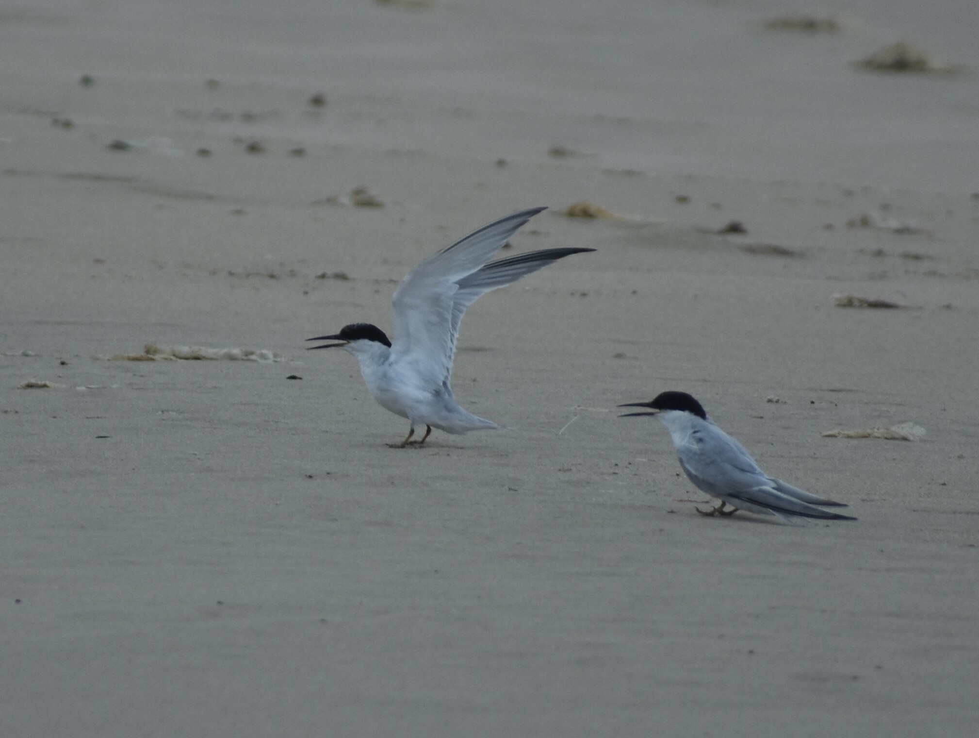 Damara Tern (Sternula balaenarum), photo 1
