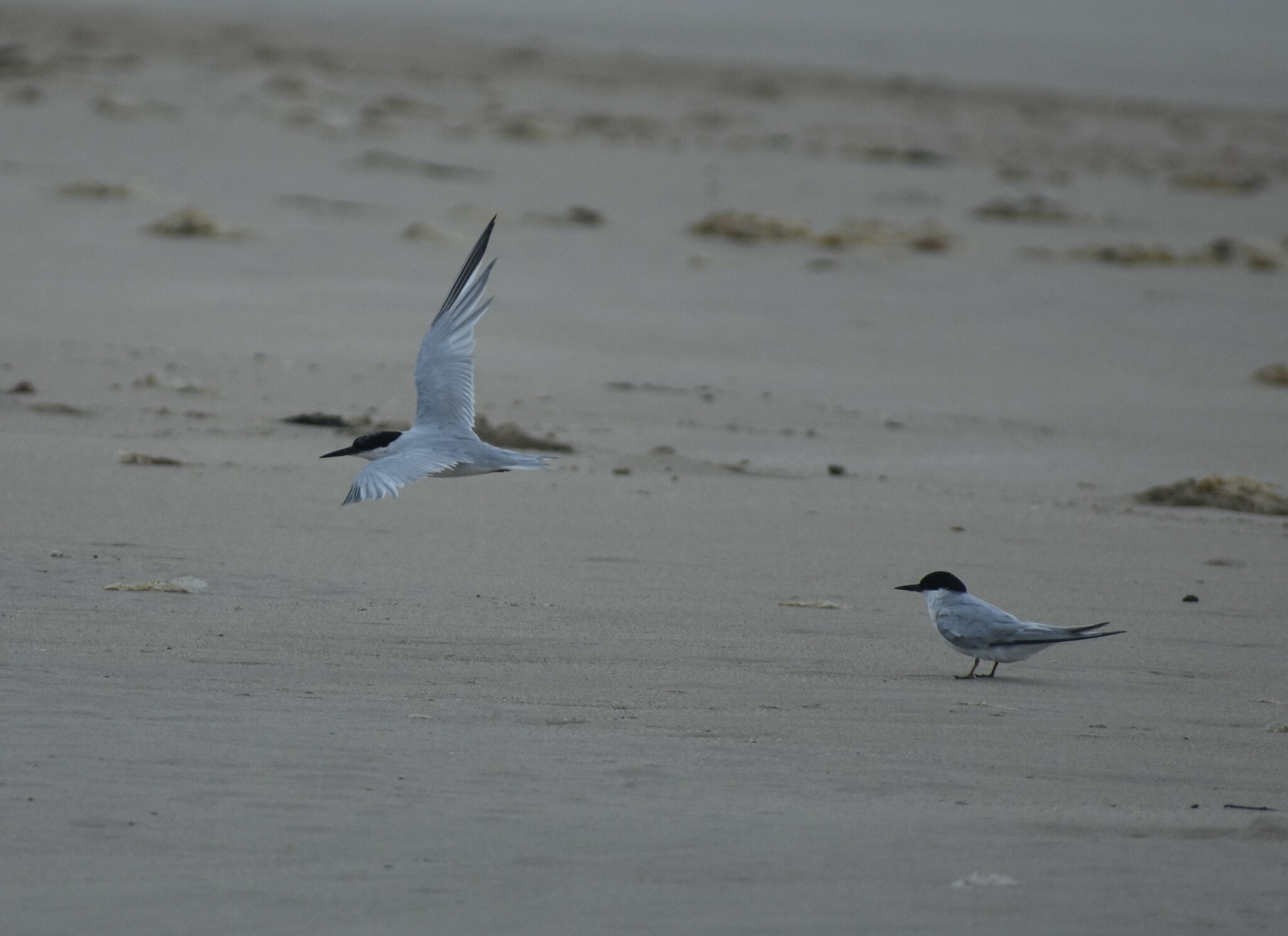 Damara Tern (Sternula balaenarum), photo 2