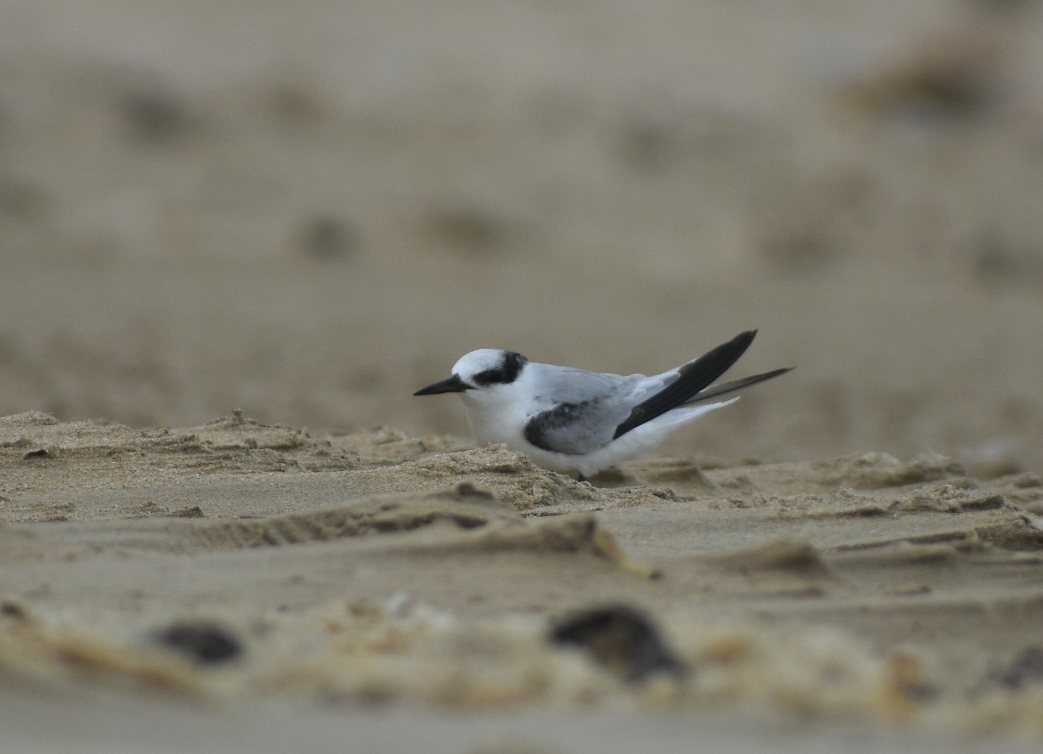 Little Tern