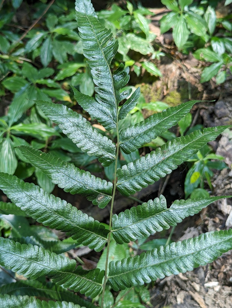 Christella fukienensis