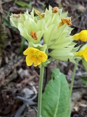 Primula veris macrocalyx