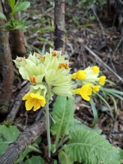Primula veris macrocalyx