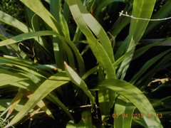 Phormium tenax