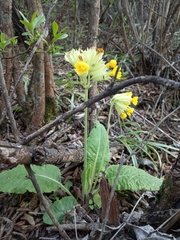 Primula veris macrocalyx