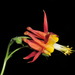 Western Columbine - Photo (c) Alan Rockefeller, some rights reserved (CC BY), uploaded by Alan Rockefeller