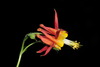 Western Columbine - Photo (c) Alan Rockefeller, some rights reserved (CC BY), uploaded by Alan Rockefeller