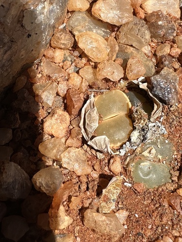 Foto de Pedra-viva