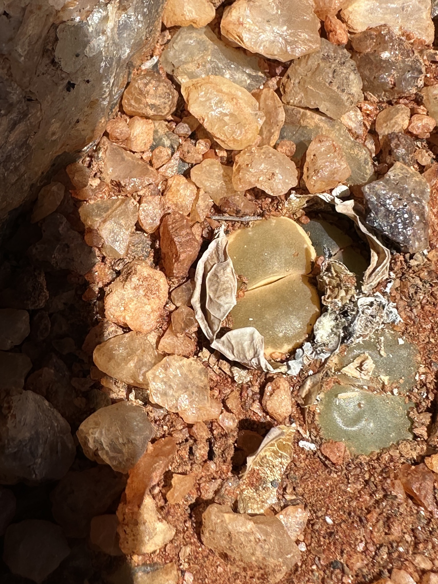 Imagem de Pedra-viva