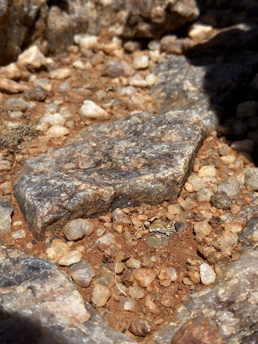 Foto de Pedra-viva