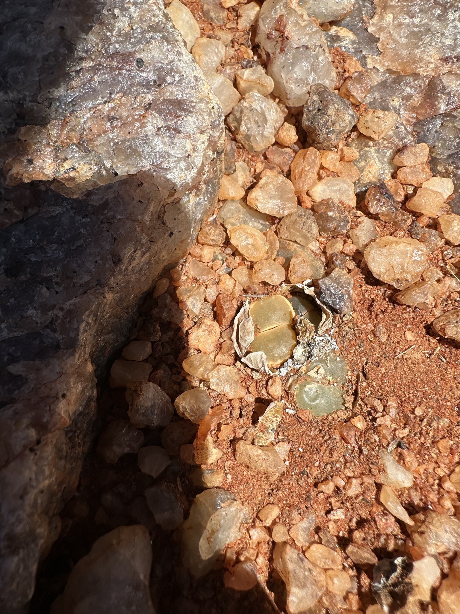 Imagem de Pedra-viva