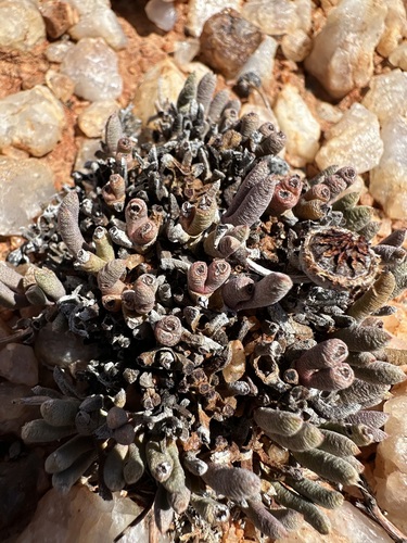 Cephalophyllum fulleri