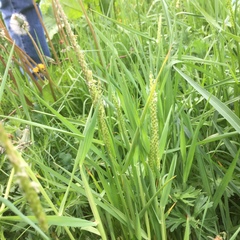 Alopecurus myosuroides