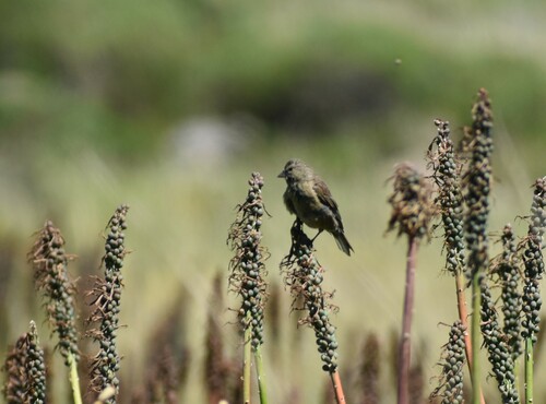 Drakensberg Siskin (Crithagra symonsi), photo 8
