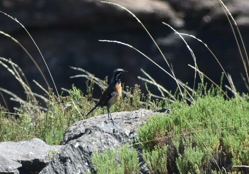 Drakensberg Rockjumper (Chaetops aurantius), photo 5