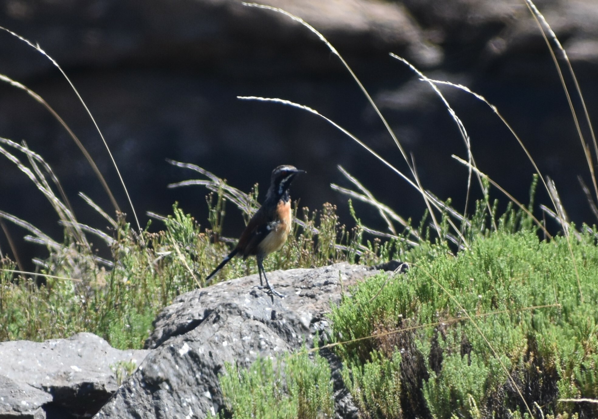 Drakensberg Rockjumper (Chaetops aurantius), photo 7
