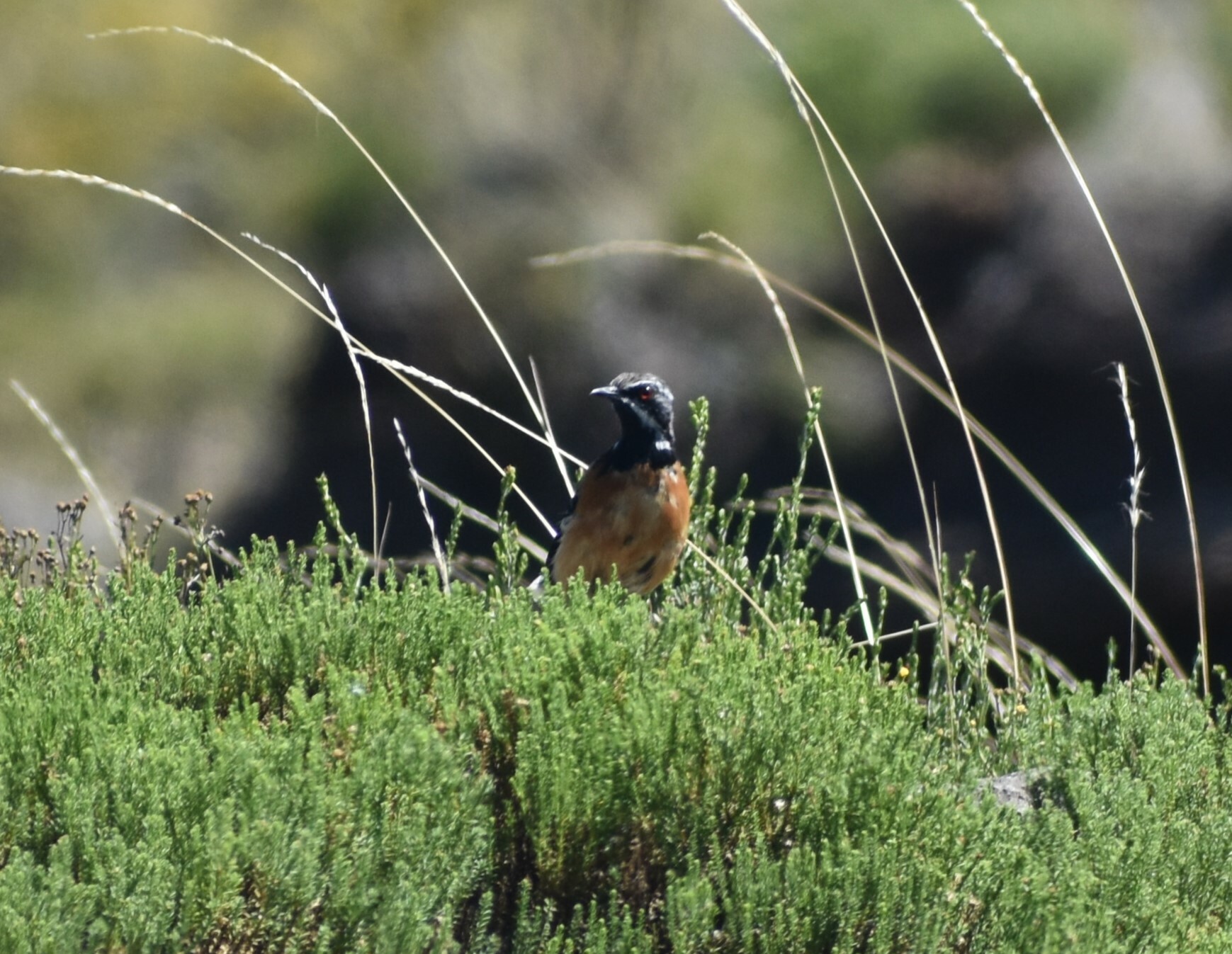 Drakensberg Rockjumper (Chaetops aurantius), photo 6