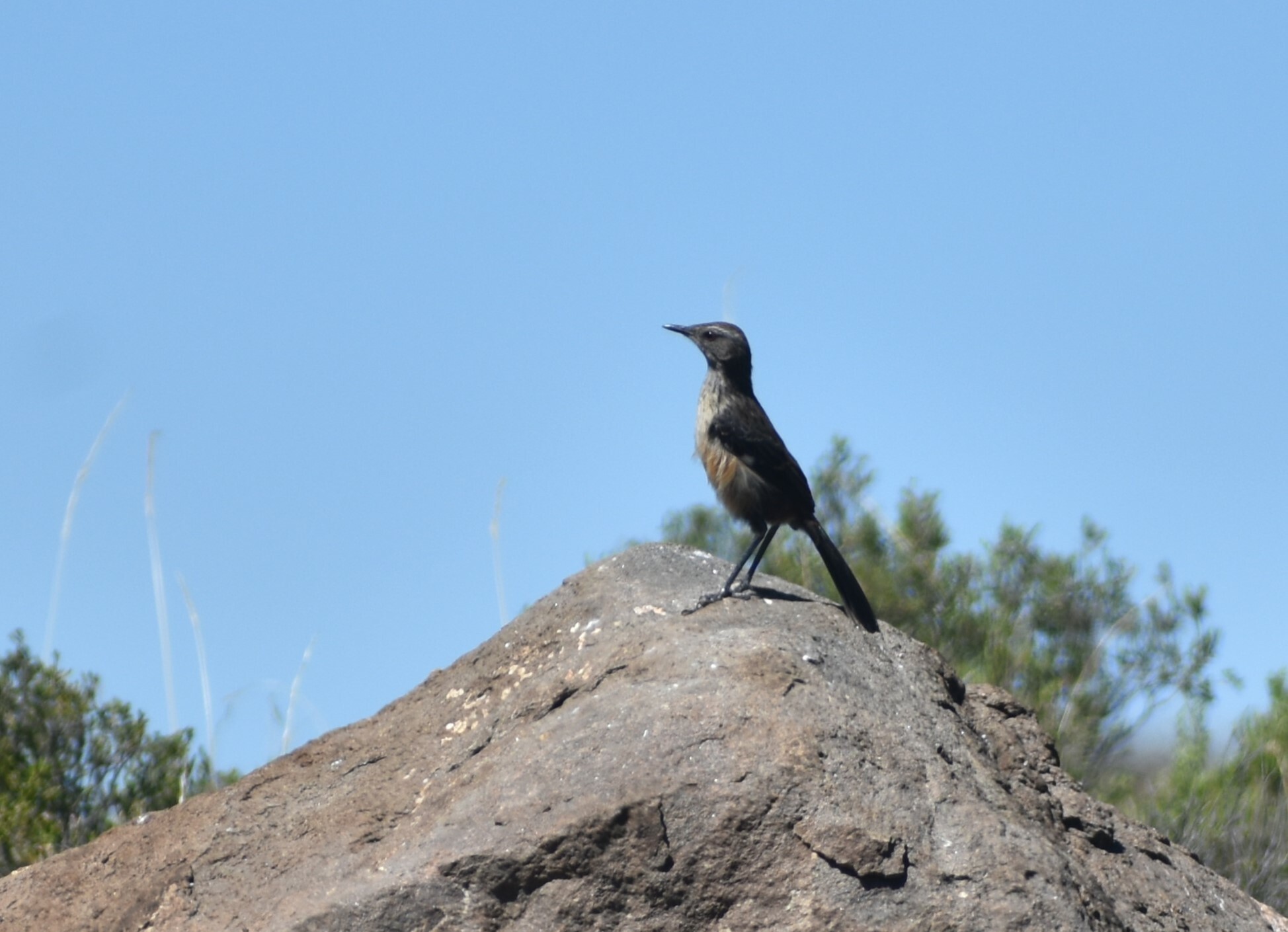 Drakensberg Rockjumper (Chaetops aurantius), photo 8