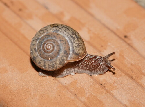 Parglogenia pelodes